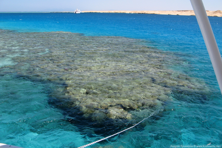 Египет Море Фото Под Водой