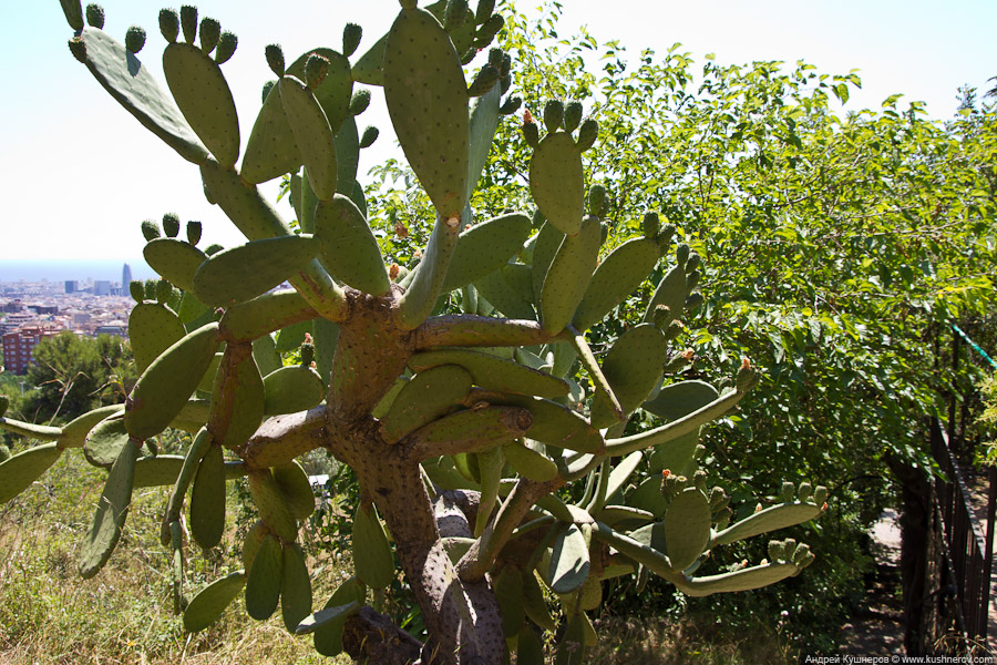 park_guell40