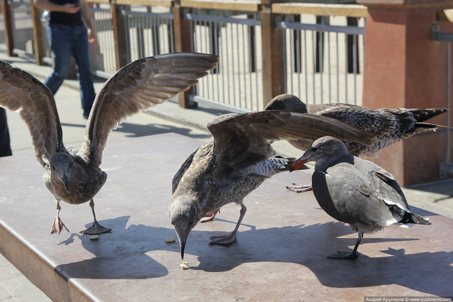 pismo_beach_0413