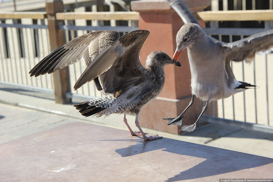 pismo_beach_0418