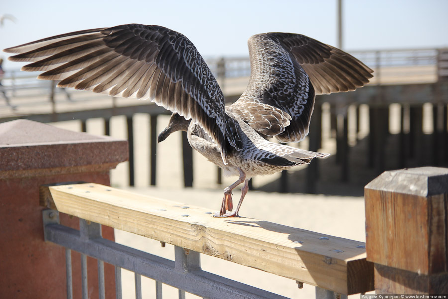 pismo_beach_0426