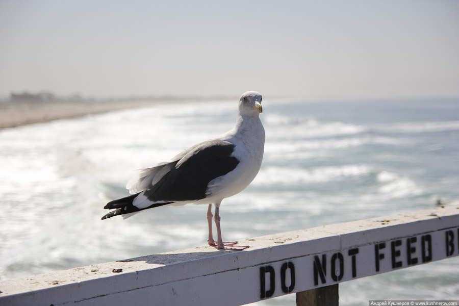 pismo_beach_0438