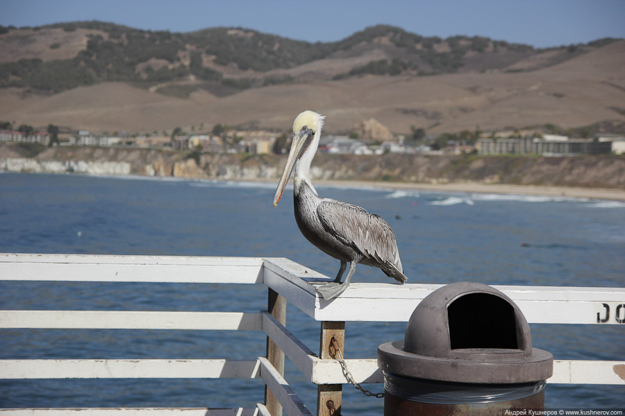 pismo_beach_0447