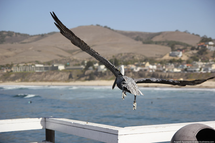 pismo_beach_0449