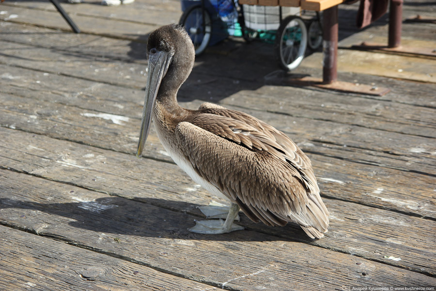 pismo_beach_0454