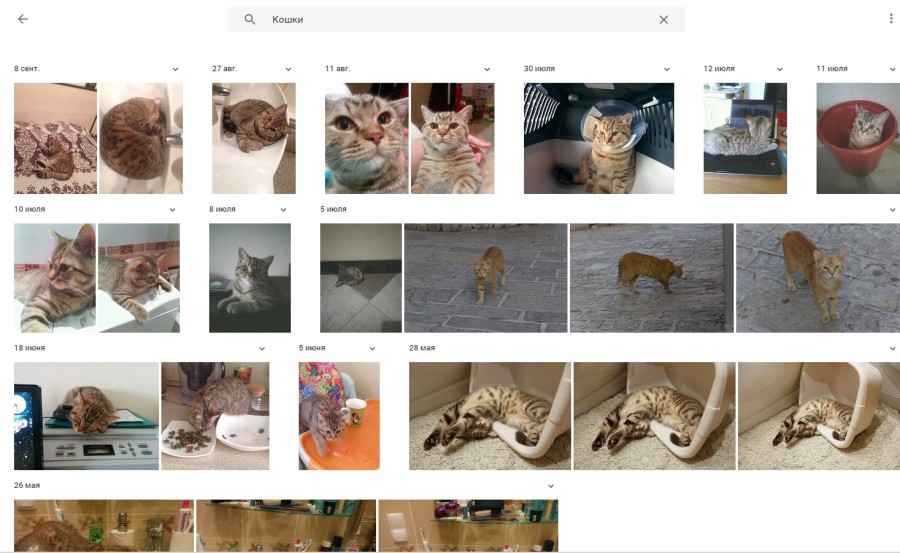Google Photos - кот